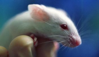Dicen tratamiento contra el cáncer puede llevar a la indigencia