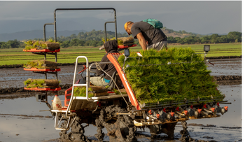 Inician proyecto de arroz sostenible en el Bajo Yuna