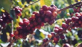 Codocafe pagará en julio deuda de 14 millones a obreros Región Enriquillo 