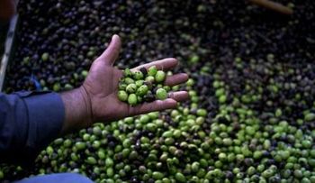 El aceite de oliva baja la presión arterial, descubren científicos 