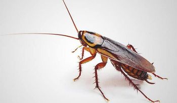 Una mujer vivió más de nueve días con una cucaracha dentro del oído
