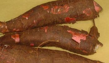 ADVIERTEN consumo de yuca amarga; puede provocarte la muerte