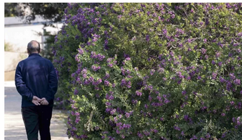 Prevén primavera difícil para alérgicos