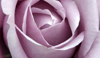 Cómo hacer crema facial de pétalos de rosas; ingredientes