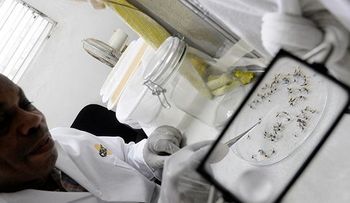 109 bebés en República Dominicana han nacido con chikungunya