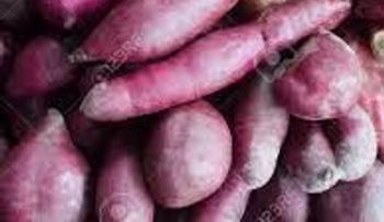 Ñame púrpura, un superalimento con antioxidantes y potasio que puede reducir el riesgo de cáncer 