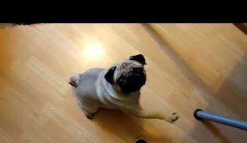Podría ir preso un hombre que le enseñó al perro de su novia un saludo nazi  (VIDEO)