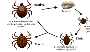  Veneno para eliminar las garrapatas