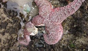 Virus está matando millones de estrellas de mar, según expertos