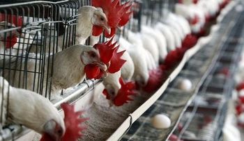  Sacrifican 91.000 pollos en Japón por brote de gripe aviar 