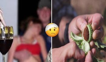 Burundanga: La droga de la obediencia; una vez consumida anula la voluntad de la víctima