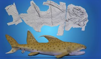 Científicos revelan nuevos datos sobre fósil de tiburón "Godzila" que vivió ha 300 millones de años