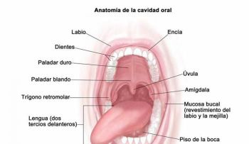 Expertos buscan respuestas al aumento de las tasas de cáncer bucal relacionado con el VPH