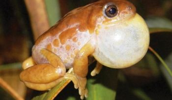 Hallan en Ecuador la especie más grande de rana terrestre de los Andes