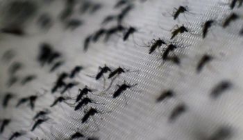 ¿Cómo detener la propagación del virus del Zika?