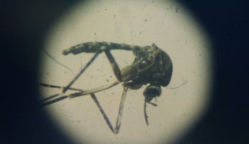 Más de 100 casos de pacientes infectados con el virus del Zika en Puerto Rico
