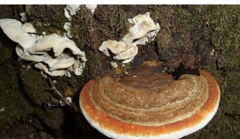 El cáncer puede ser curado con ayuda de estos hongos 