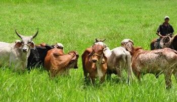 Ganaderos del Cibao donarán 30 mil litros de leche por falta de compradores