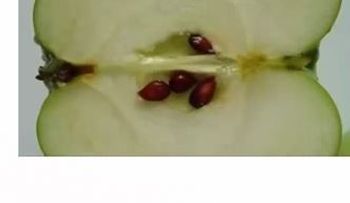 La semilla de manzana mata todas las células cancerosas (VIDEO)