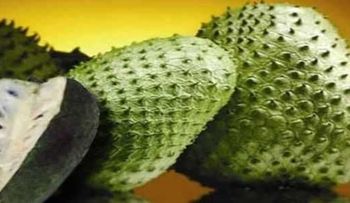 Encuentran planta cura VIH, combate diabetes y cáncer, pero la industria no quiere que lo sepas