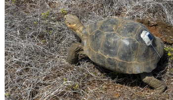 Tortugas gigantes de Galápagos regresan a Islas Galápagos tras 180 años