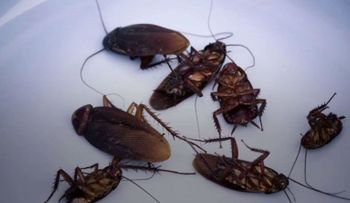  La leche de cucaracha, el nuevo superalimento que se une a la quinoa y la chía