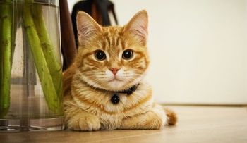 Muere una japonesa al contraer una rara enfermedad al ser mordida por un gato
