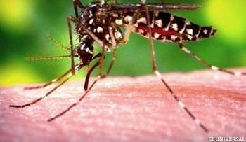 21 muertos y 4.756 infectados en Latinoamérica y el Caribe por la chikungunya 