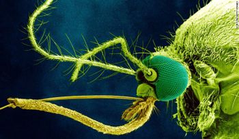 Deteniendo el virus del Zika: el caso de los mosquitos mutantes