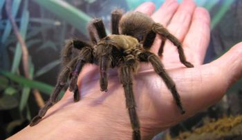 Descubren que el veneno de tarántula ayudaría a tratar el alzhéimer