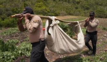 DNCD desmantela cultivo de marihuana en San José de Ocoa