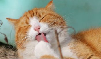 Mujer realiza cirugía a su gato para ponerlo "guapo", porque tenía los ojos feos