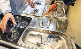 Crean biotejido con escamas de peces para regenerar córneas