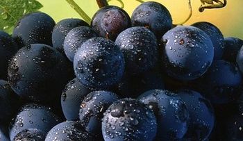 Un racimo de uvas que solo se cultiva en Japón vendido en 4.000 euros