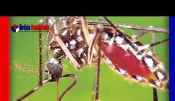 Virus del Zika; como se transmite  (VIDEO)