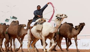 Escándalo en Arabia Saudita: bótox y cirugías estéticas en un concurso de belleza de camellos