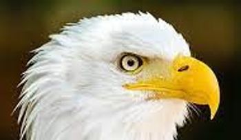 Las Aguilas han mostrado un equipo de alitas cortas