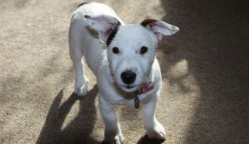 Una familia somete a su perro a una cirugía estética