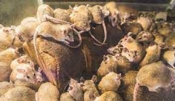 Fórmula mágica para acabar con los ratones
