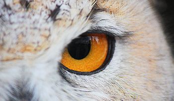 Científicos crean una cámara para reproducir la visión de las aves