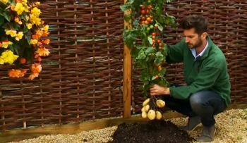 TomTato, la planta que da papas y tomates