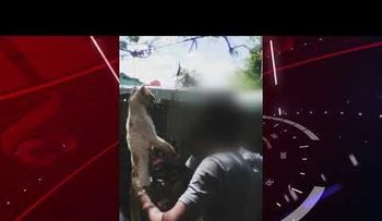 Frituras de San Juan en República Dominicana, venden carne de gato más que la de pollo y cerdo, según denuncia