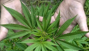Decomisan un vivero de marihuana en La Victoria