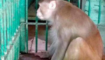 Mono alimentado con alcohol mata hombre y hiere a 250 personas en India