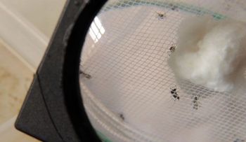 Según la OPS, en RD hay 40 mil personas con el virus de la chikungunya