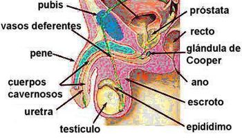 Cáncer de próstata podría afectar 29 % hombres de Las Matas de Farfán