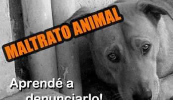 ¿Cómo prevenir el maltrato animal?
