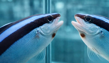 Estudio revela alta capacidad cognitiva del pez limpiador
