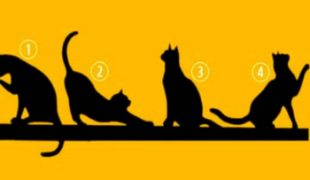 Escoge un gato y te revelamos algo importante de tu personalidad