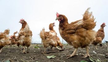 El Reino Unido pidió a los británicos que "no laven el pollo"